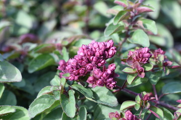 Gartenpflanze Oregano Origanum Rosenkuppel Blüte Sonnenstaude winterhart