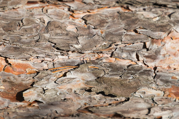 The texture of the bark of an old pine, closeup