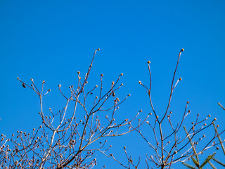 yellow buds against bright blue sky