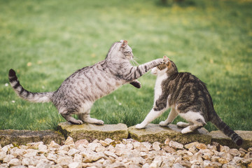 Zwei Katzen kämpfen