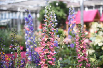 Fingerhut Digitalis purpurea Foxlight Rose Ivory Insektenfutterpflanze Nahrungsquelle Gartenpflanze Staude giftig Schattenpflanze winterhart Rittersporn Delphinium 