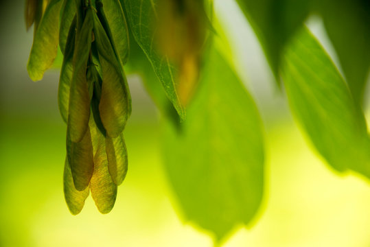 Maple Tree Seed Pods