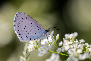 Schmetterling