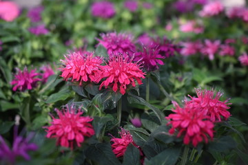 Obraz premium Indianernessel Monarda didyama Insektenfutterpflanze Staude Gartenpflanze Biene winterahart rosa lila pink 