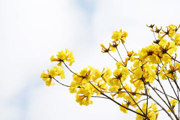 Tabebuia chrysotricha yellow flowers blossom in spring