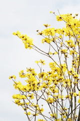 Tabebuia chrysotricha yellow flowers blossom in spring