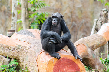 chimpanzee