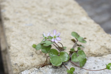 Leberblümchen Anemone hepatica Gartenpflanze Staude winterhart
