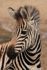 Obraz na płótnie Canvas Zebra baby