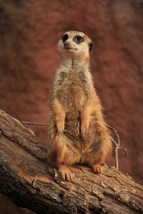 Suricate