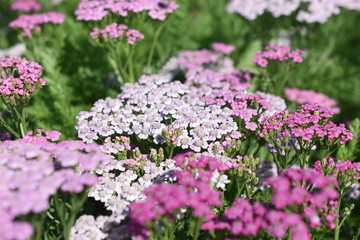 Obraz premium Gartenpflanze Staude Schafgarbe Achillea Lilac Beauty winterhart Sonnenstaude
