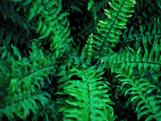 Beautiful green leaves of the fern in autumn. Natural background concept.