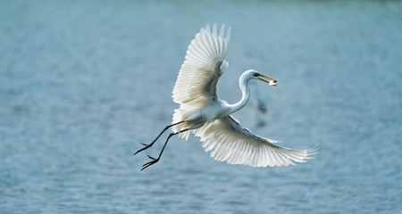 Great egret on the river