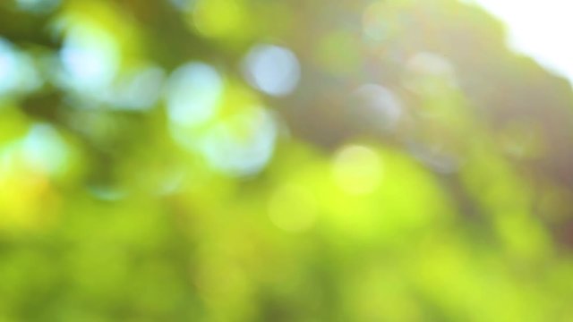 Green, blue and yellow sunny bokeh natural background. Real time full hd video footage.