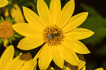 bee, yellow flower sunflower Helianthus tuberosus and black background