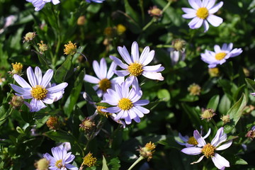 Fototapeta na wymiar Gartenpflanze Staude Kalimerei Schönaster Aster winterhart Blüte weiß