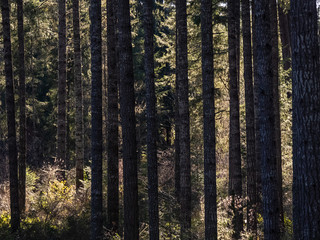 dark tree trunks and bright green undergrowth 