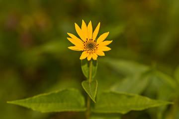 yellow flower sunflower Helianthus tuberosus and green background