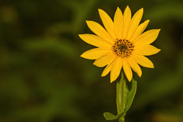 yellow flower sunflower Helianthus tuberosus and green background