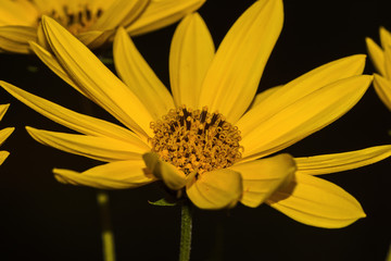 yellow flower sunflower Helianthus tuberosus and black background