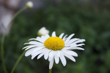 Fototapeta premium daisy in the grass