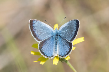 butterfly on flower