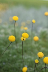 Obraz premium Silberfiederpolster Cotula hispida gelb Staude Gartenpflanze winterhart mehrjährig Polsterstaude Steingarten 