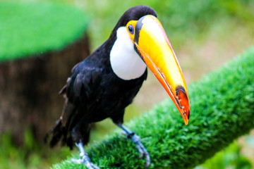 toucan