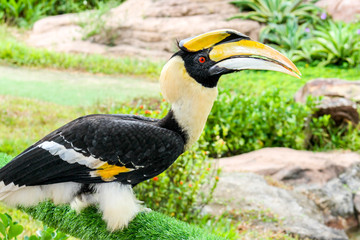 hornbill