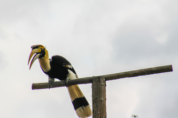 hornbill