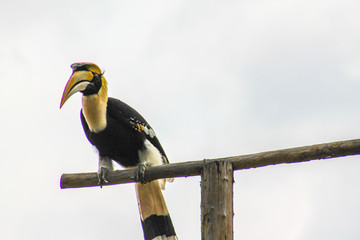 hornbill © Aleksandr Kostromin