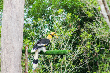 hornbill
