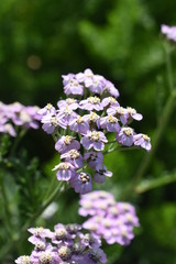 Schafgarbe Achillea millefolium Lilac Beauty Nahaufnahme Gartenpflanze Staude Sonnenpflanze