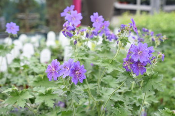Storchschanbel Geranium Rozanne Gartenpflanze winterhart Staude Sonnenpflanze Insektenfutterpflanze