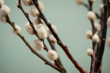 Sal-Weide Kätzchen am Zweig von Weidenkätzchen Baum vor Mint Grün Hintergrund
