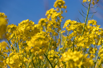 Rape blossoms at Fukuei Sports Plaza, Ichikawa City, Chiba Prefecture, Japan