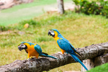 parrot