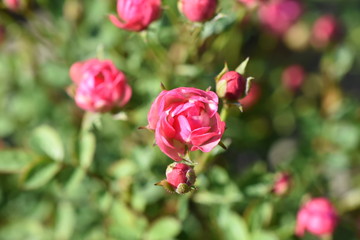 Zwergrose Gartenpflanze kleine Blüten pink Blüte winterhart
