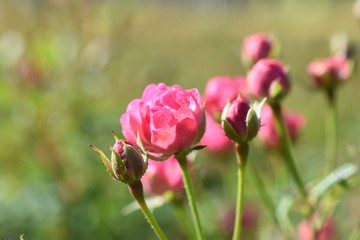 Zwergrose Gartenpflanze kleine Blüten pink Blüte winterhart