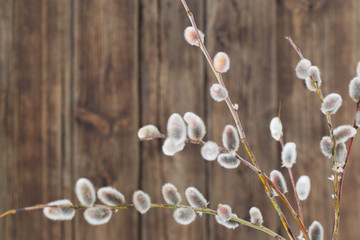branches of flowering willow on  wooden background