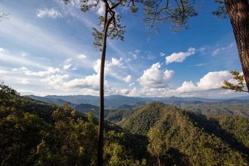 Fototapeta na wymiar Blick auf den Dschungel mit Baum im Vordergrund