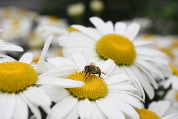 Fototapeta premium Gartenmargerite Leucanthemum maximum Daisy Mai weiß Insekten Biene Gartenpflanze Staude winterhart