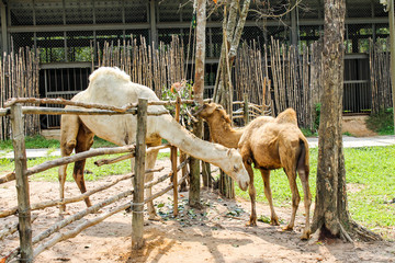 camels