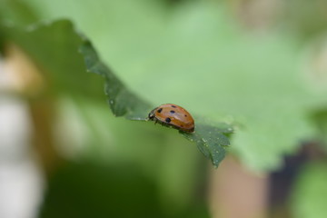 Nützling Insekt Marienkäfer Coccinellidae