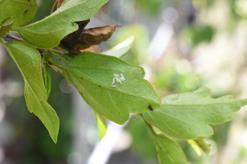 Nützling Insekt Marienkäfer Coccinellidae Larve Psyllobora  Eier schlüfpfen Blattläuse Blattlaus Aphidoidea Schädling