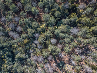 Aerial view of drone, with typical Portuguese forest, crown of trees, pines and oaks
