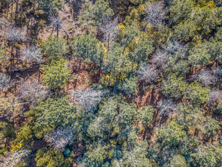 Fototapeta na wymiar Aerial view of drone, with typical Portuguese forest, crown of trees, pines and oaks