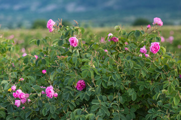Obraz premium Rosa damascena, known as the Damask rose - pink, oil-bearing, flowering, deciduous shrub plant. Bulgaria, Kazanlak, the Valley of Roses. Close up view. The Old mountain (Balkan) on the background.