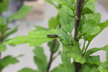 Nützling Insekt Marienkäfer Coccinellidae Larve Psyllobora  Eier schlüfpfen Blattläuse Blattlaus Aphidoidea Schädling