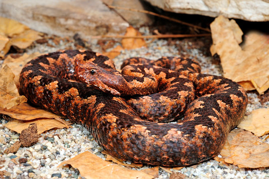 Europ&auml;ische Hornotter (Vipera ammodytes ammodytes) im Terrarium